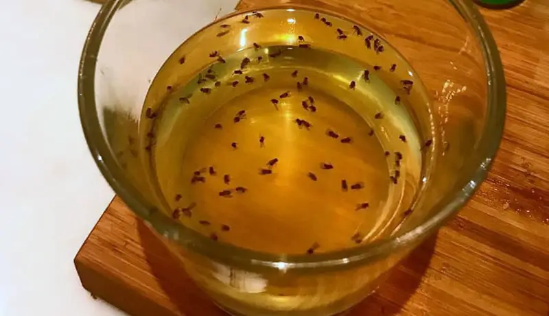 flies on vinegar