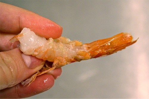 shrimp bellies