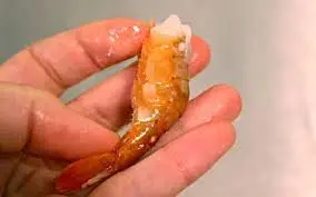 small-sized shrimp without head