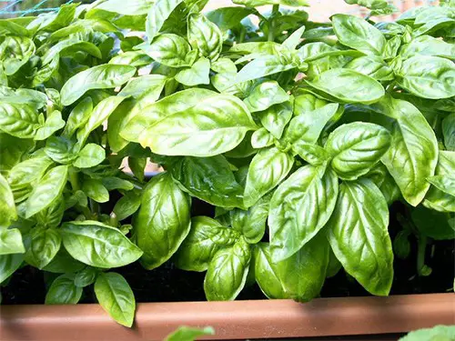 basil