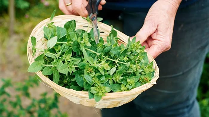 picking herbs