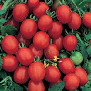 well-ripened tomatoes