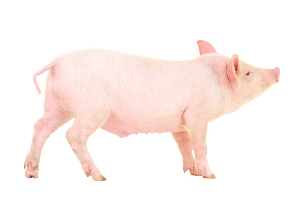 how many ham hocks on a pig
