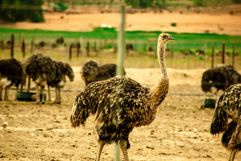Chicken Egg vs Ostrich Egg