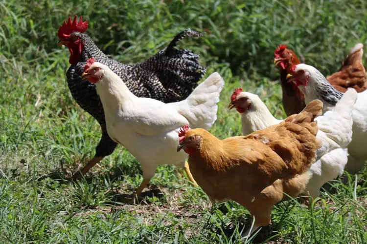 how long to ferment chicken feed