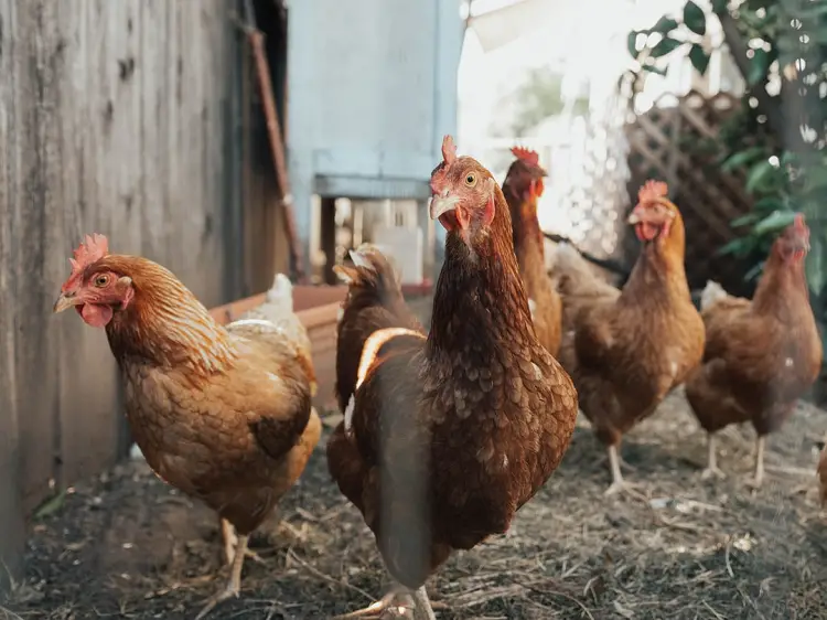 how to store fermented chicken feed